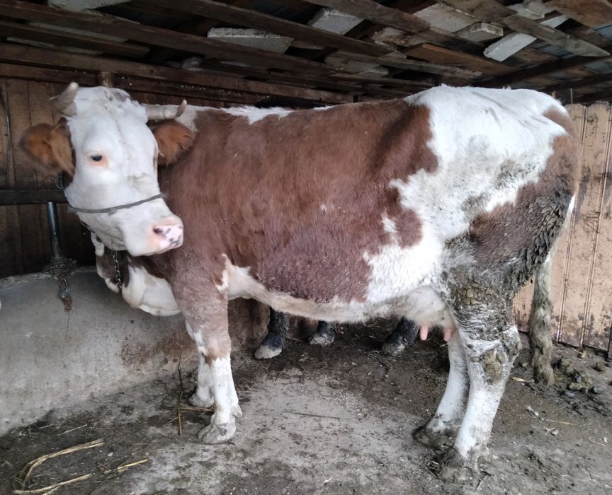 Vacă Bălțată Bomânească+viței Angus