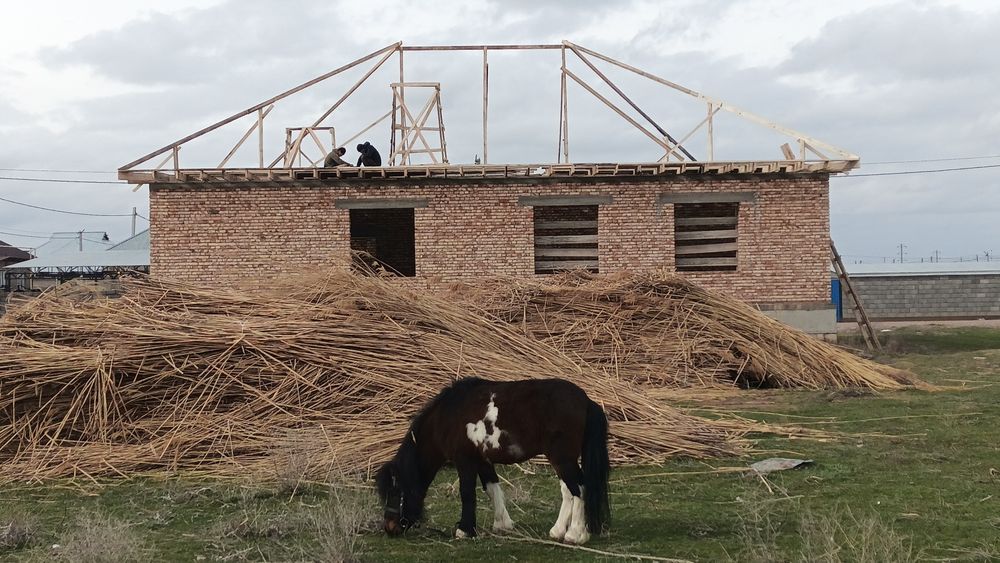 Камыш 300 бау/связка