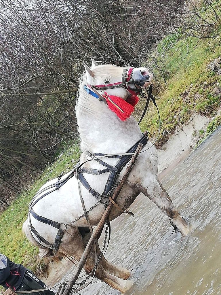 Hărmăsar 6 ani cu acte în regulă