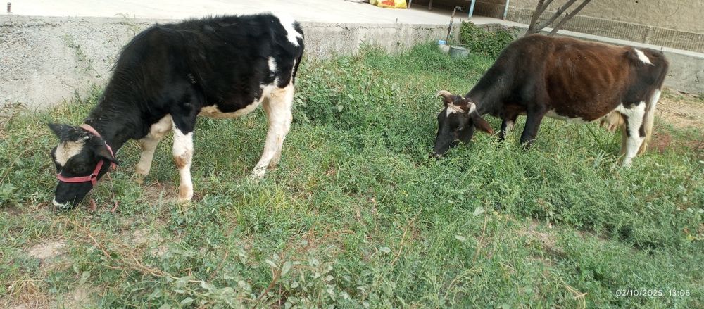Ona va bola sigir sotiladi
