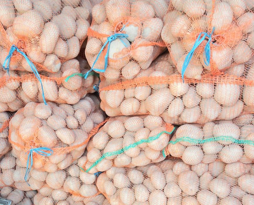 Vând cartofi carera și paradiso 55+