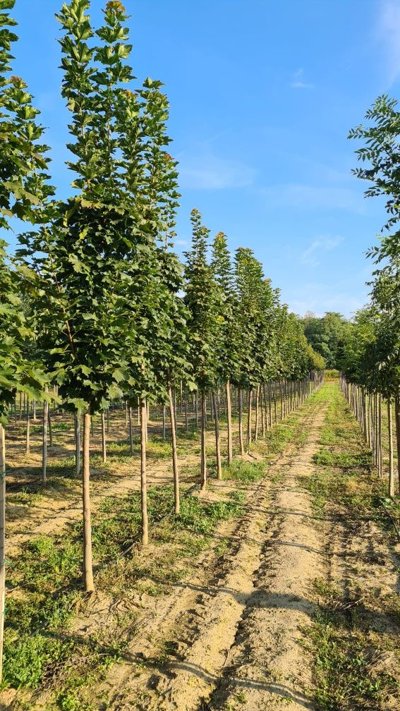 Acer Tei Platan Catalpa prunus pisardi