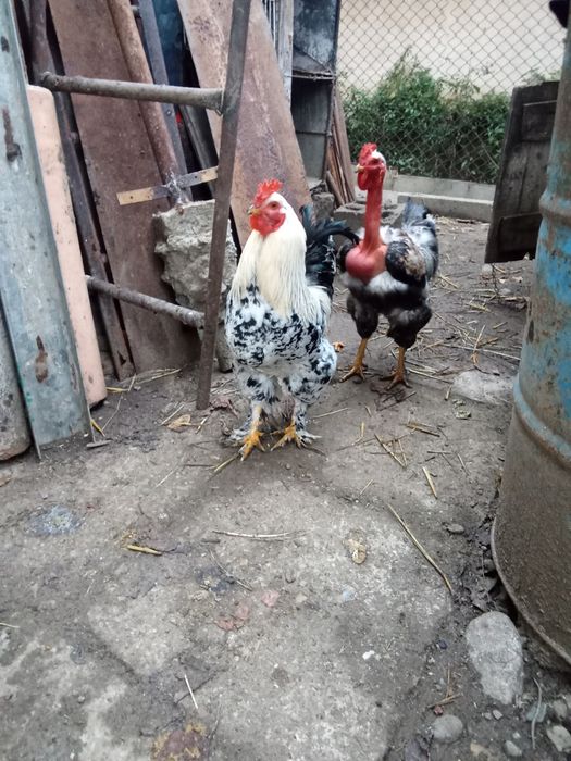 Cocos brahma de anul acesta