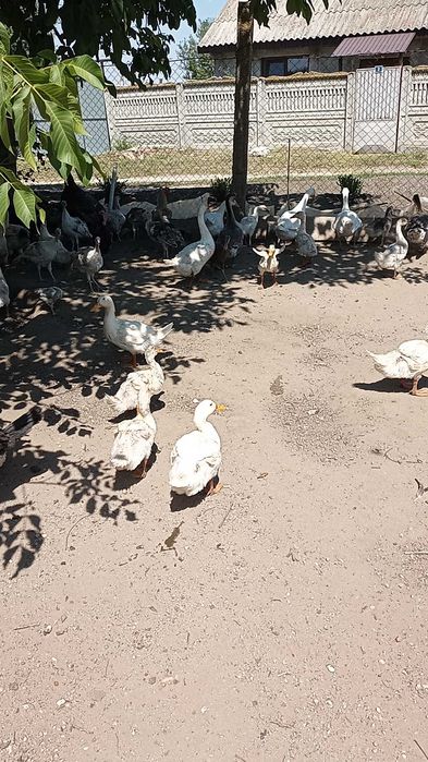 Rațe  pekin de vânzare