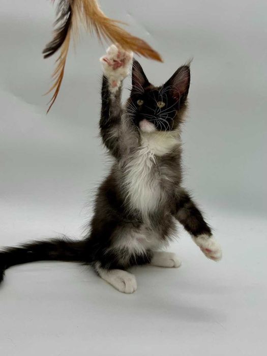 Pisica Femela Maine Coon cu pedigree (WCF AUTORIZATA) Livrare