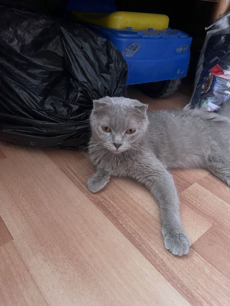 Продается британская кошка