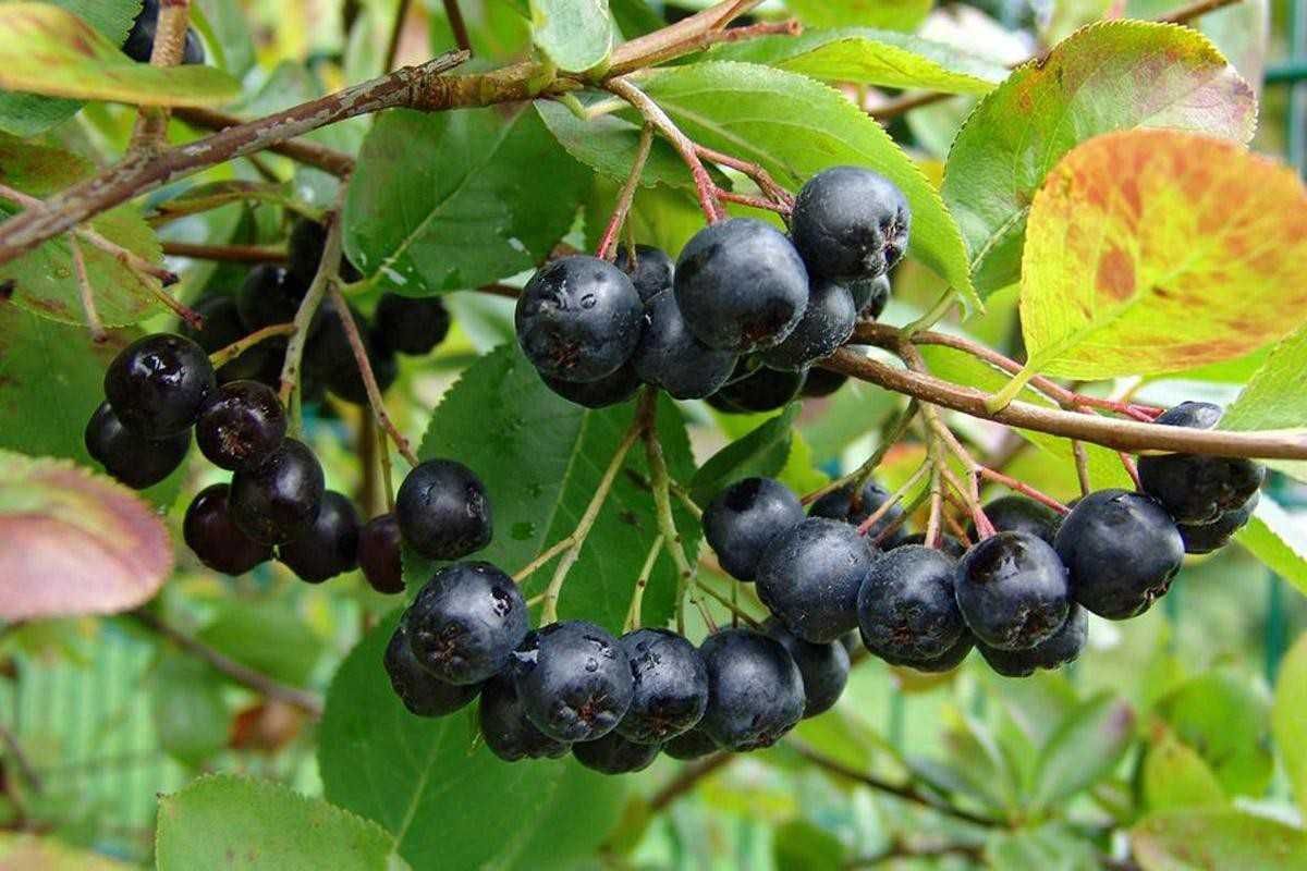 Aronia anul 2 - sanatate din gradina