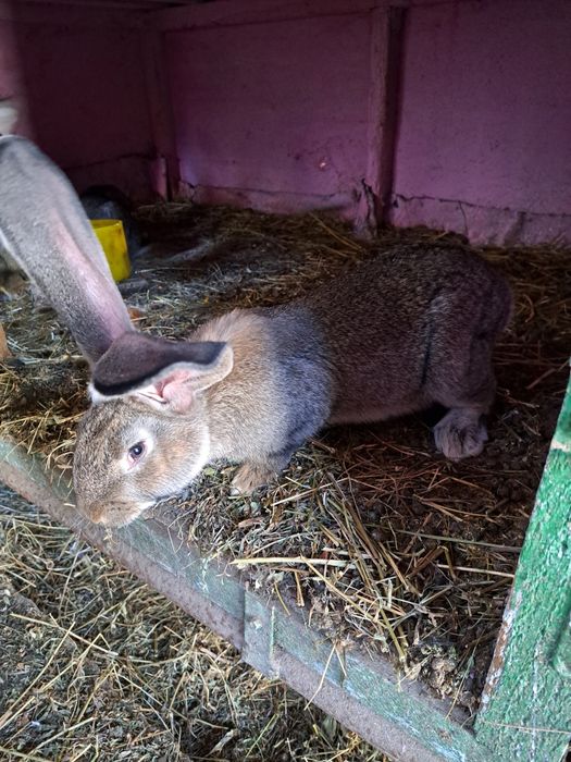 Iepuri urias german la 7 luni