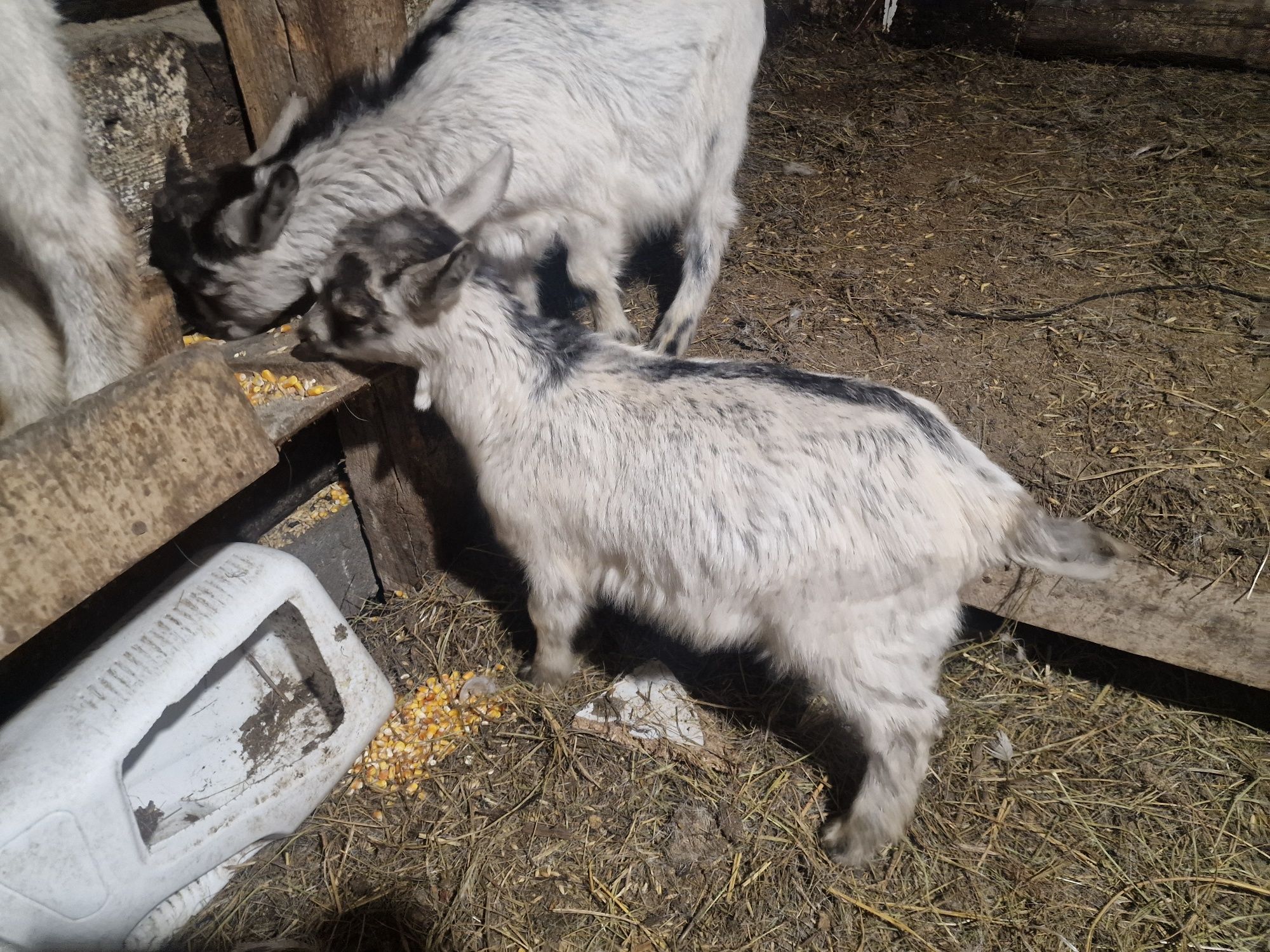 Продам Альпийско-зааненских козлят, 2,5 месяца