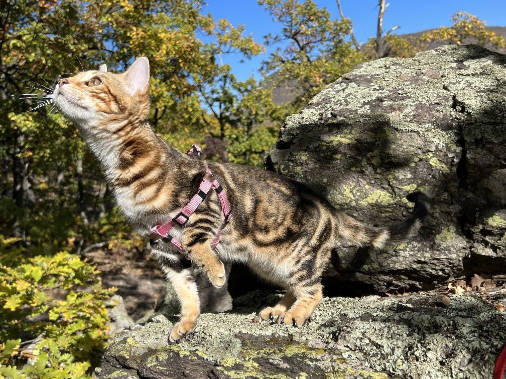 Бенгалски котки от лицензиран  развъдник с родители Шампиони !!!