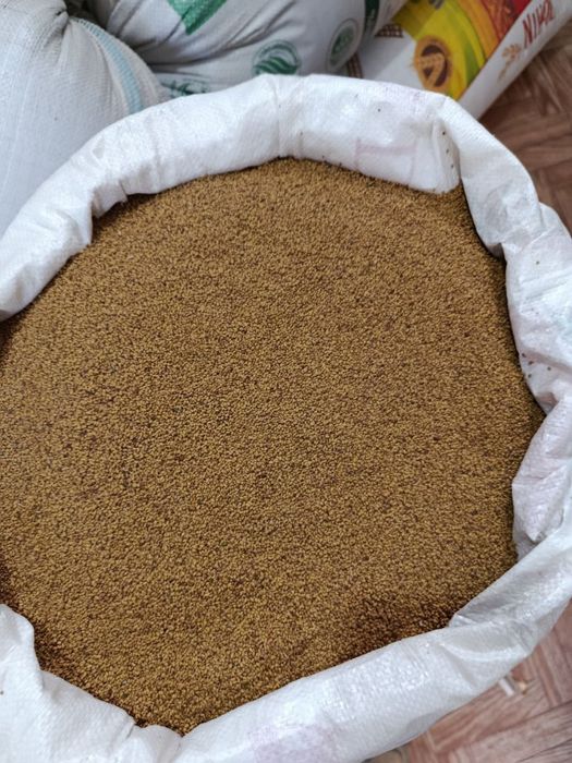 Lalmi bedaning urugi