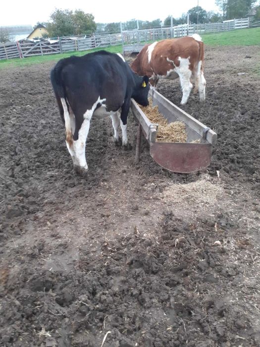 Junele baltate si holstein