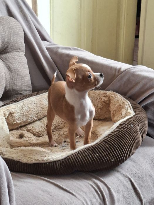 Чихуа хуа момченце търси своето семейство