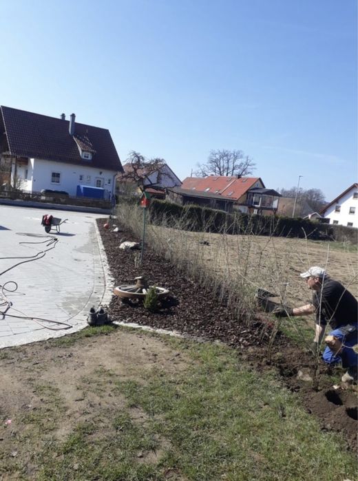 Gard Viu , Lemn Cainesc livrare rapida