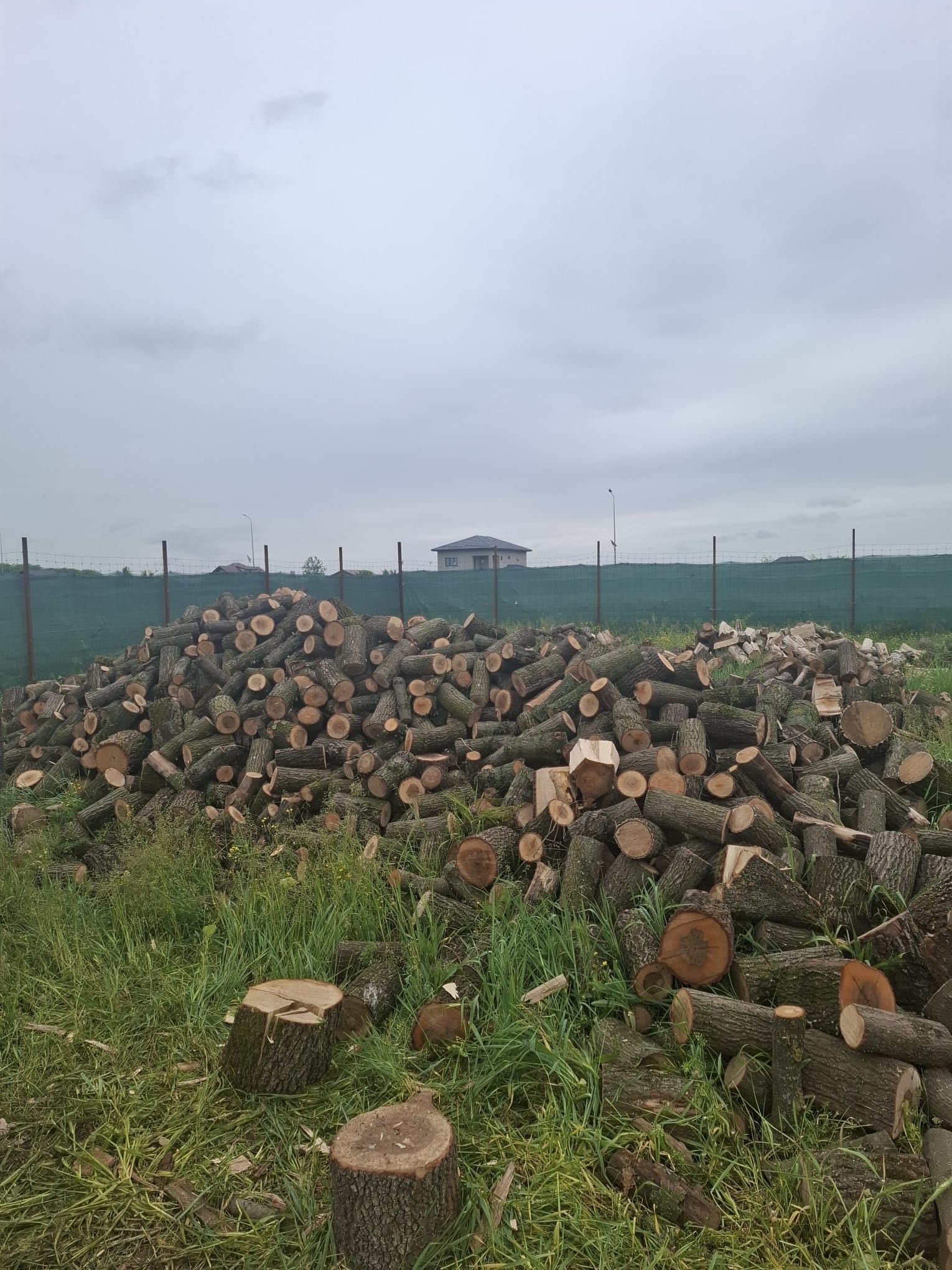 Vand lemne de foc stejar 600 lei tona