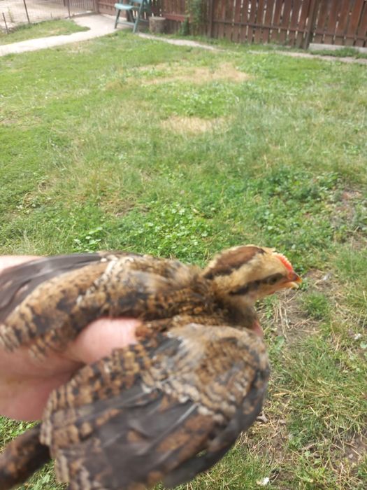 Pui pasărea Phoenix 3 săptămâni