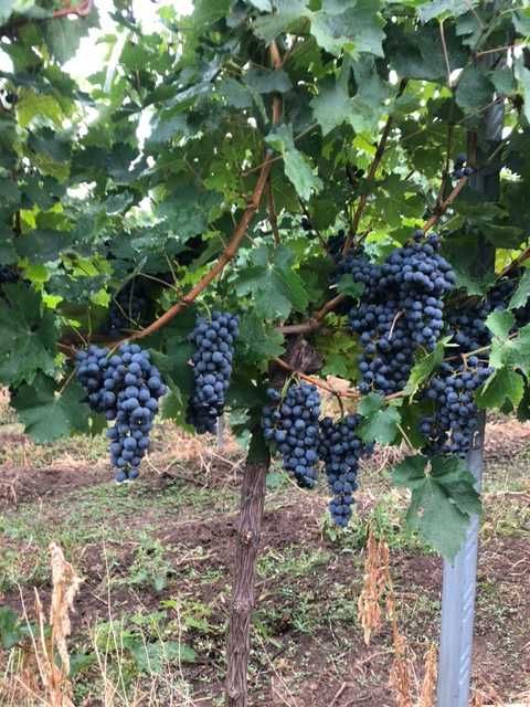 Vand struguri Merlot