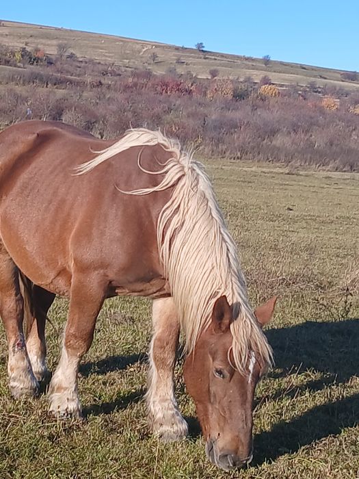 Iapa  de 10ani cu mânz de 5 luni
