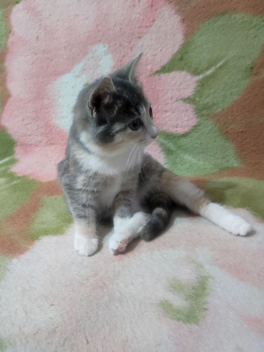 Котёнок 3,5месяца , девочка