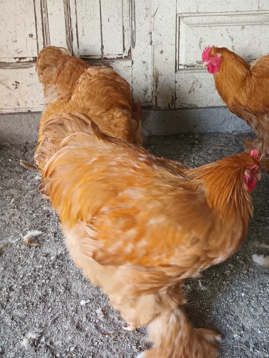 Brahma si cochinchina cocosi