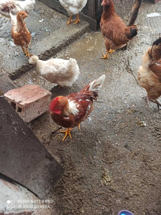 Продавам 4 броя млади петела