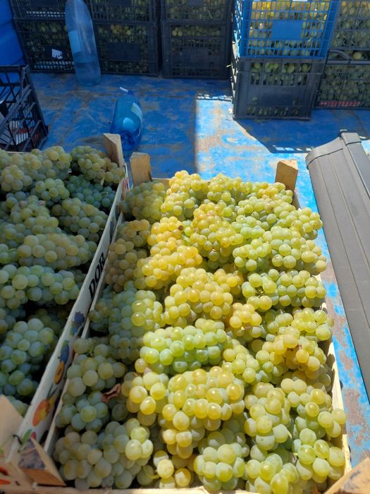 Vând struguri muscat ottonel