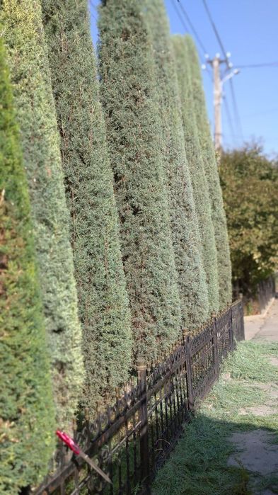 Арча сотилади оригинал