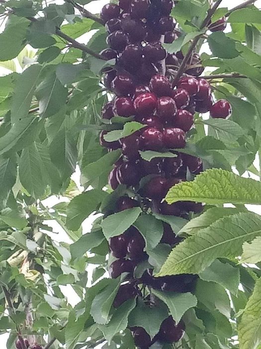 Тоза интинсиб ва полкарлик кучатлар 100% К