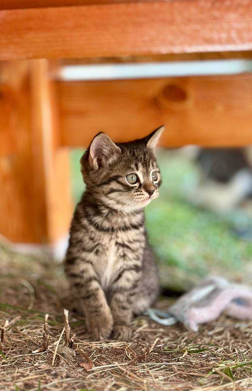 Котята в добрый руки