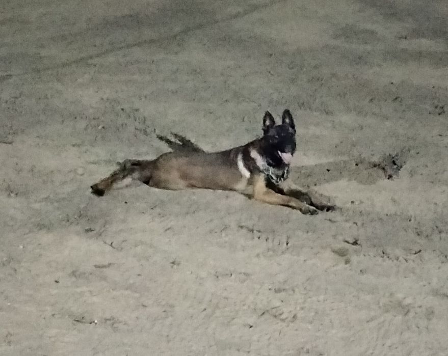 Продам бельгиискую овчарки (Малинуа)