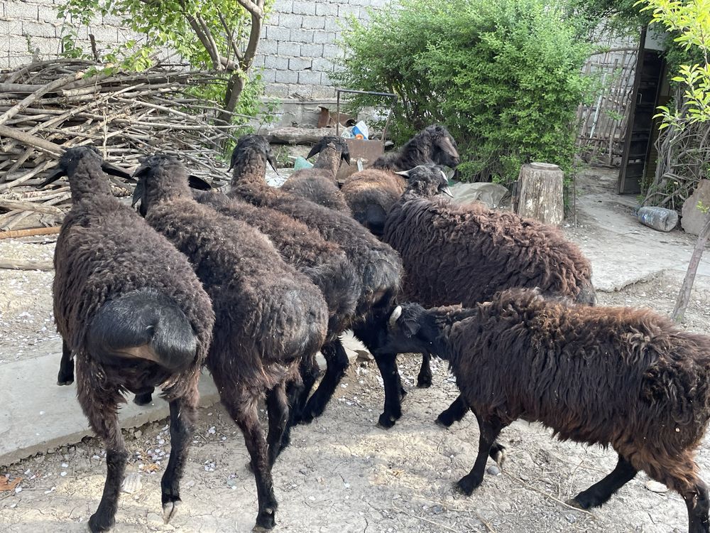 Qoy Qoylar Qoʻylar sotiladi sifatlik goʻshtdor