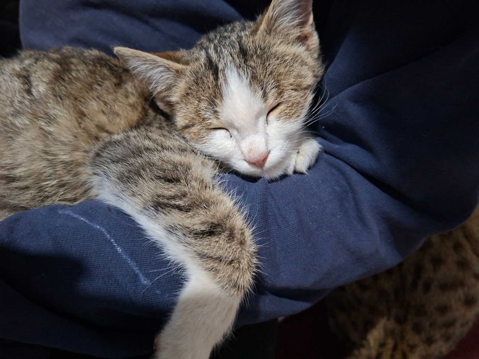 Mushuk yaxshi qo'llarga beriladi.