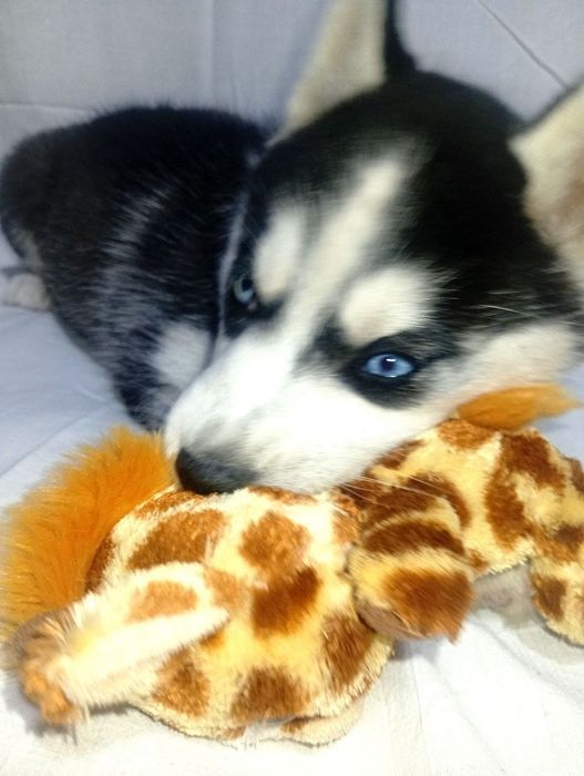 Продаются чистопородные щенки хаски