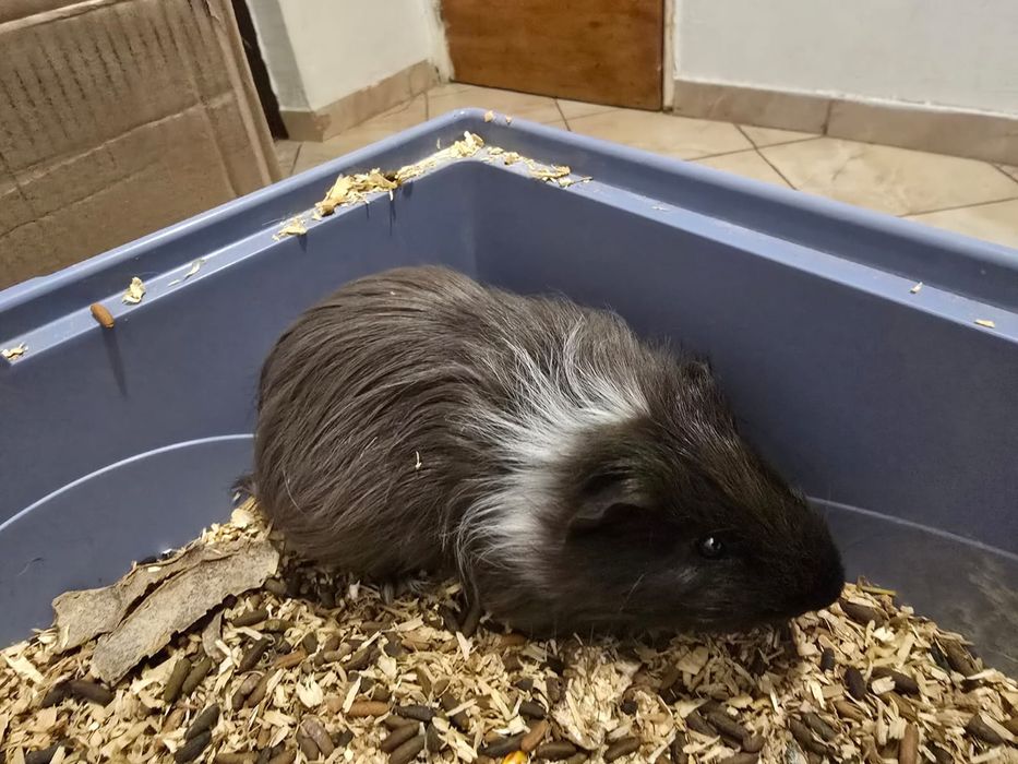 Porcusori de guineea