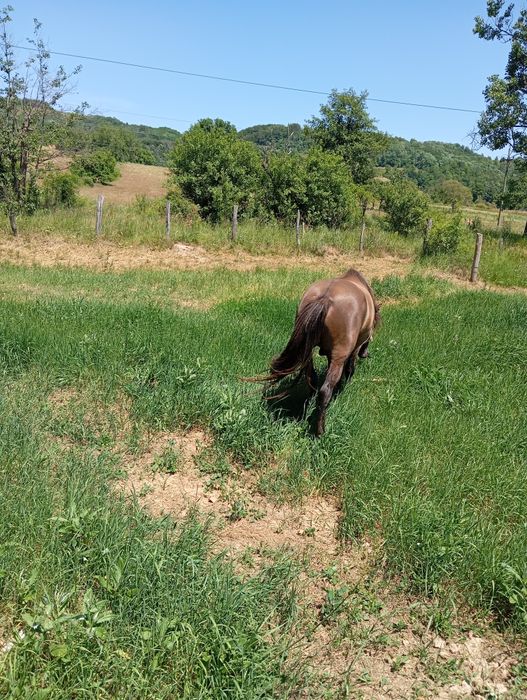 Vând mânz un an și două luni
