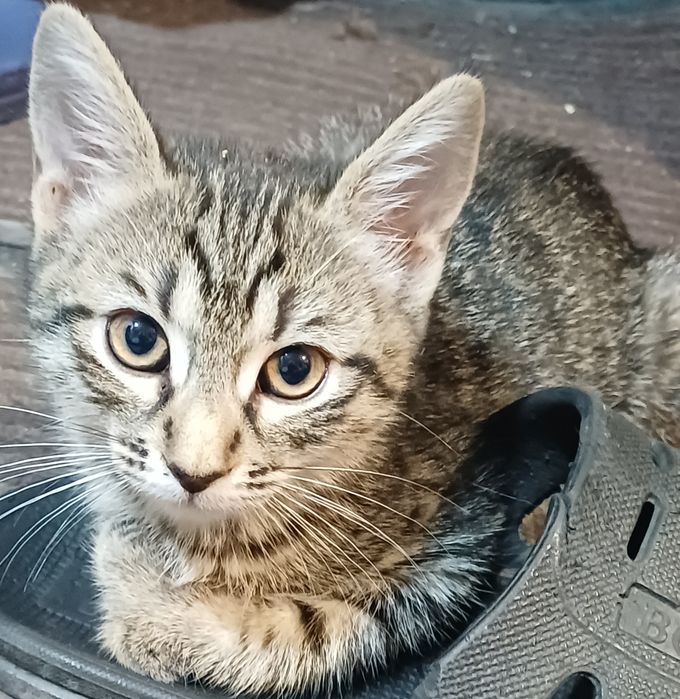 Мальчишка ищет новый дом