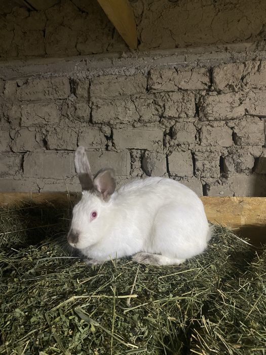 Коян. Кролик. Кролиха. Кожек