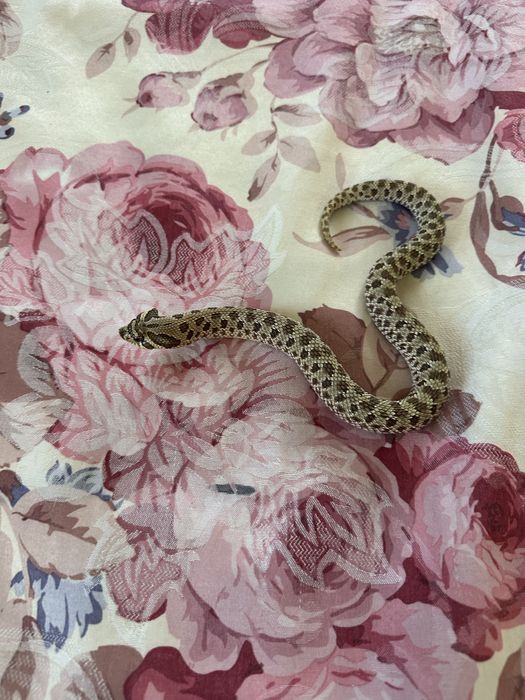 Hognose snake + tarariu + ascunzișuri  :)