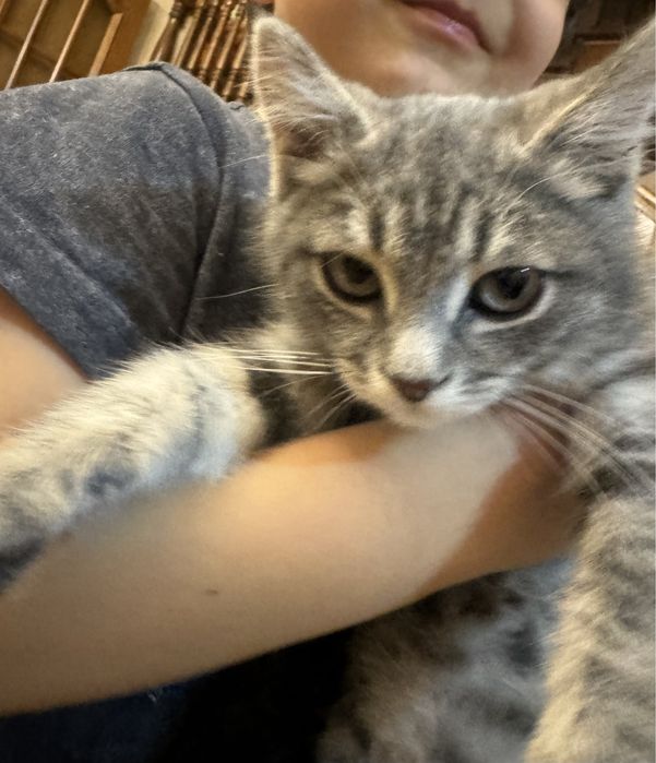 Отдам котенка девочку 4 месяца