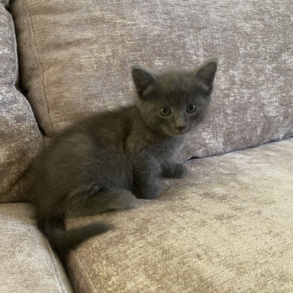 Котенок в добрые руки