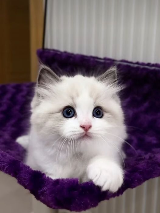 Regdoll, Регдолл