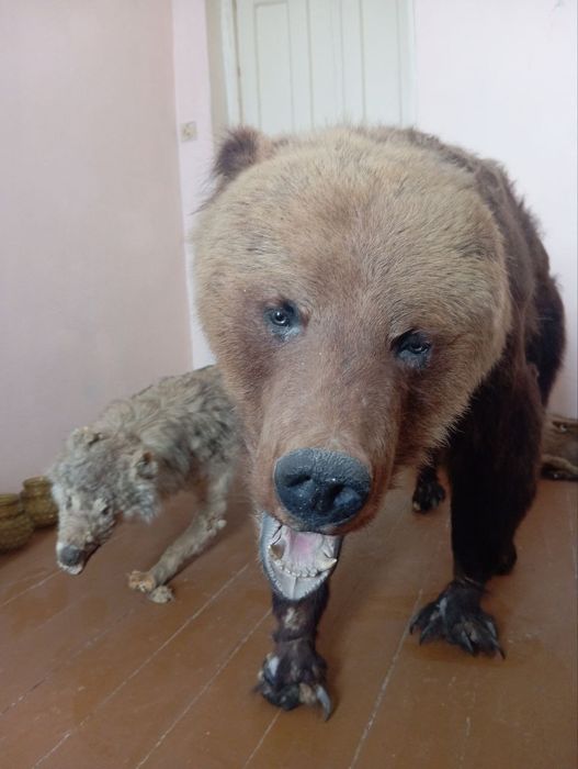 Ччучела медведя продаётся 5 миллионн