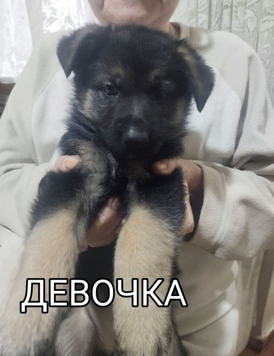 Немецкая овчарка чистокровная