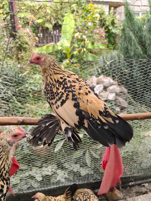 Mii de flori lemon (galben citrin portelan)