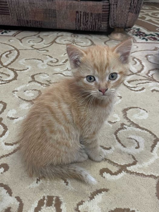 Отдам рыжего котёнка