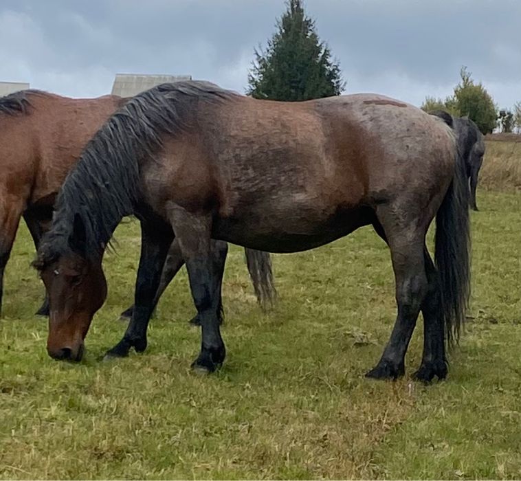 Vând iapă gestantă și garantată la orice proba