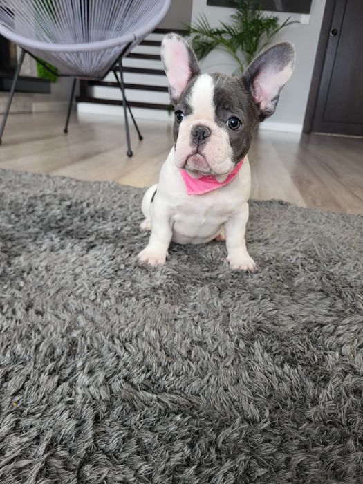 Bulldog francez blue pied