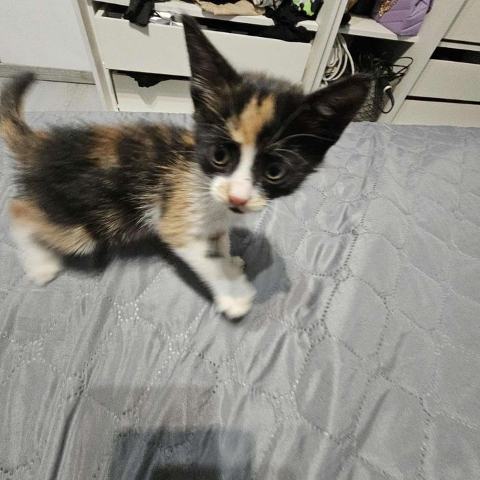 Малка женска котка