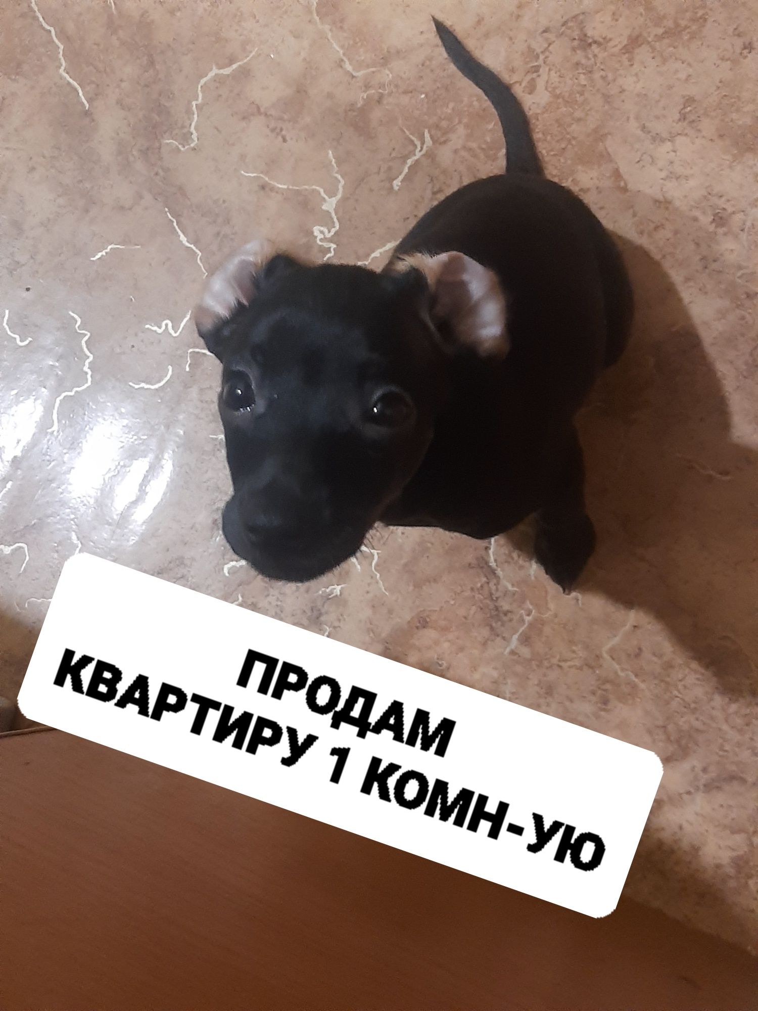 ПРОДАМ   1 комн-ая квартира