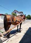 Vând iapă de 9 ani